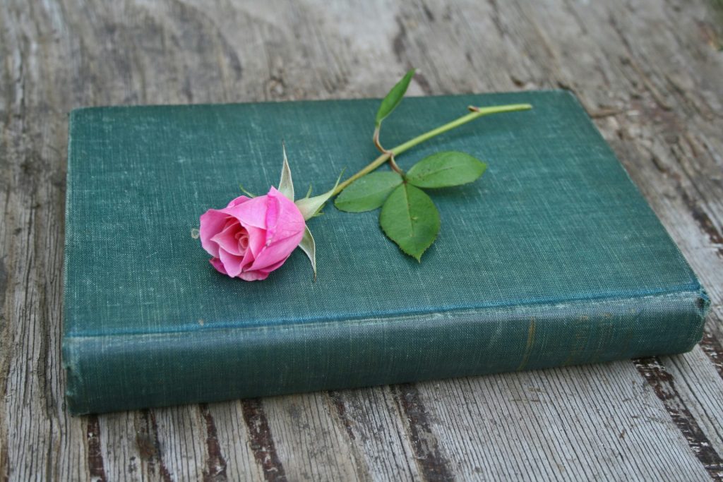pink rose flower on closed green book